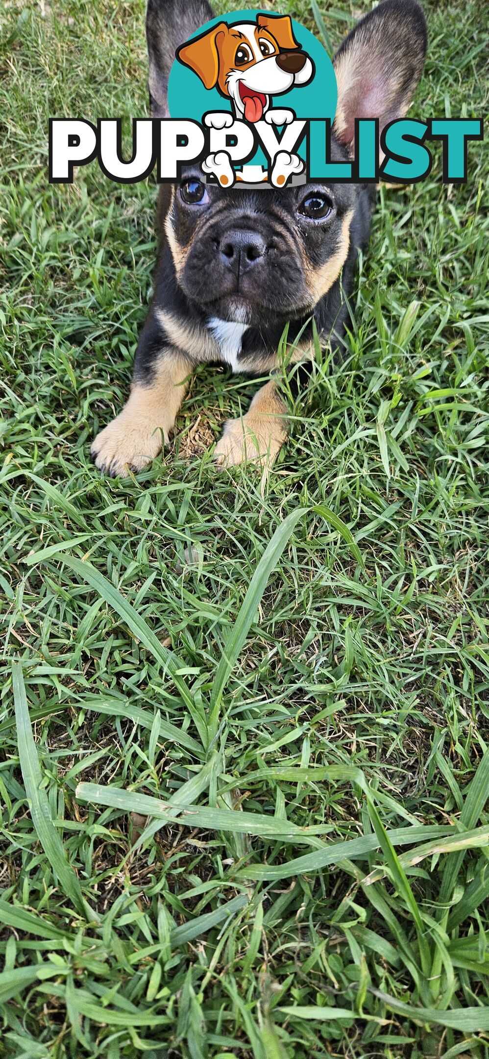 French Bull Dog Puppies