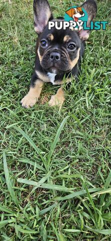 French Bull Dog Puppies