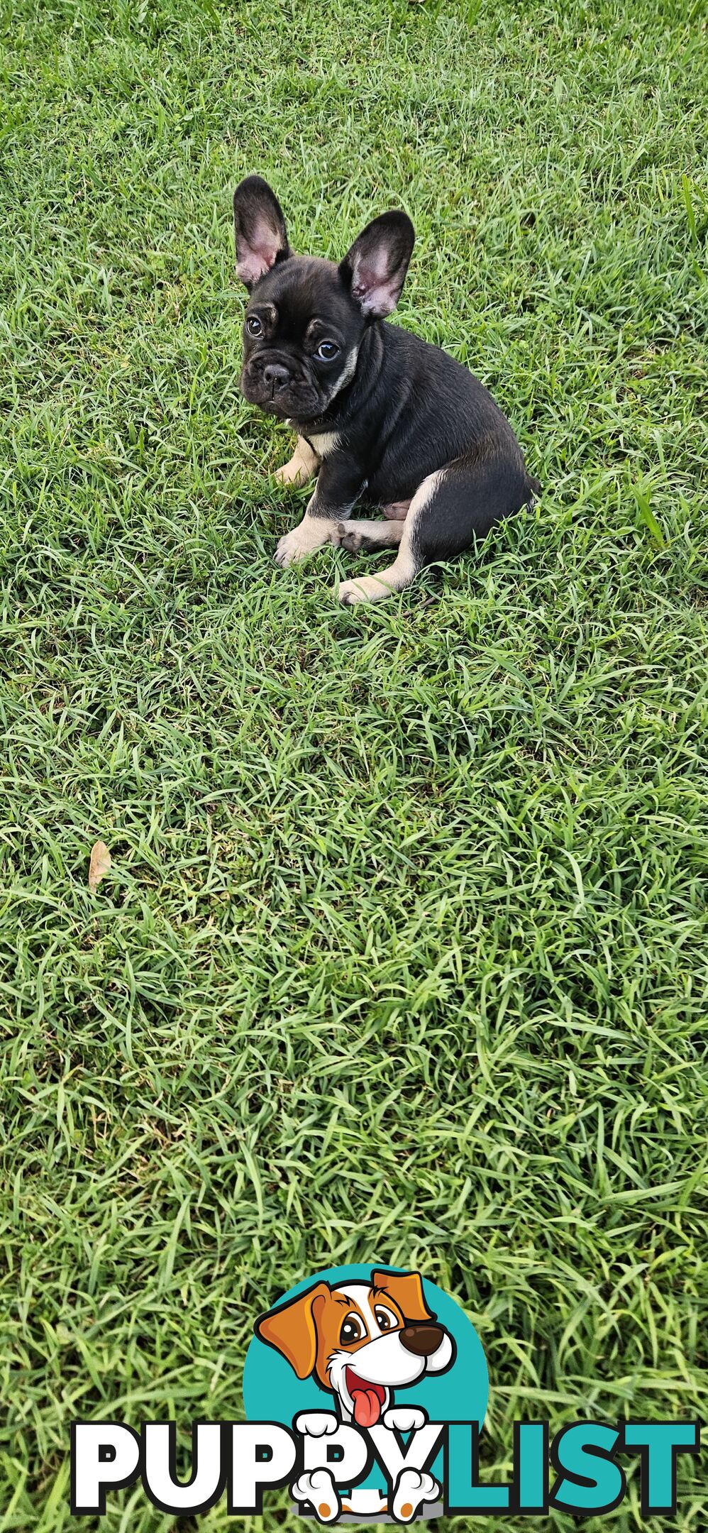 French Bull Dog Puppies