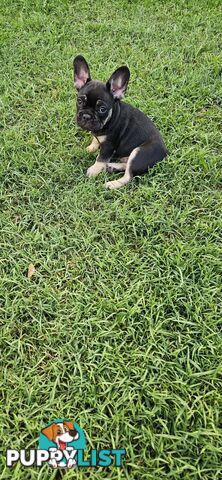 French Bull Dog Puppies