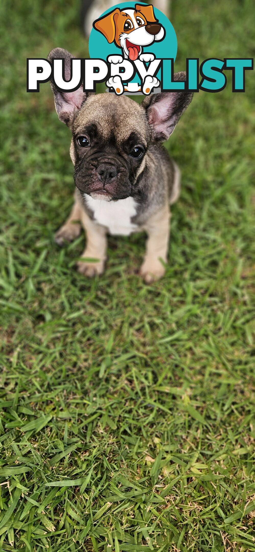 French Bull Dog Puppies