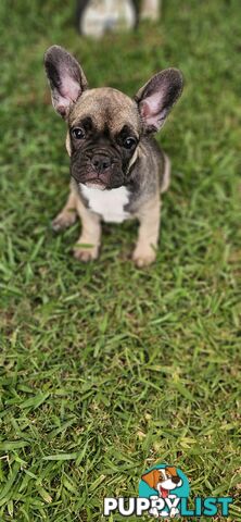 French Bull Dog Puppies