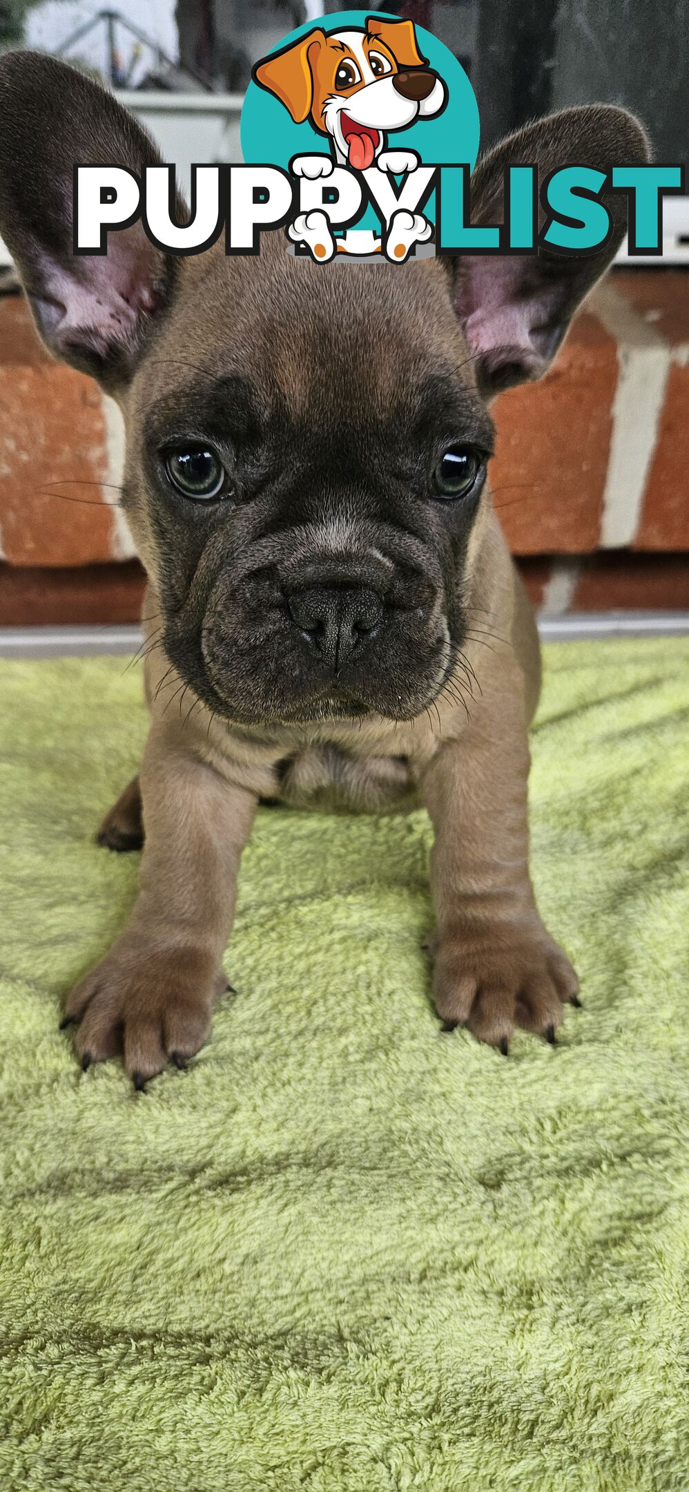 French Bull Dog Puppies