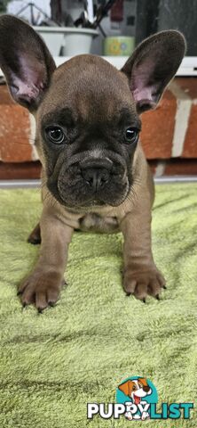 French Bull Dog Puppies