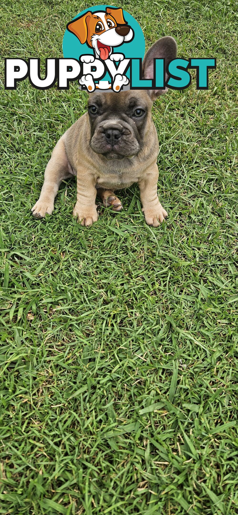 French Bull Dog Puppies