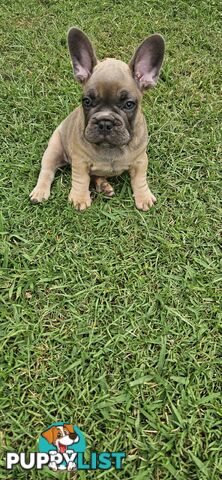 French Bull Dog Puppies