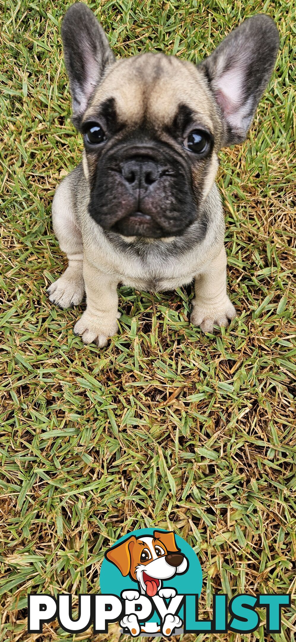 French Bull Dog Puppies