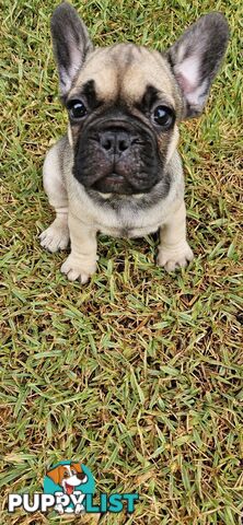 French Bull Dog Puppies