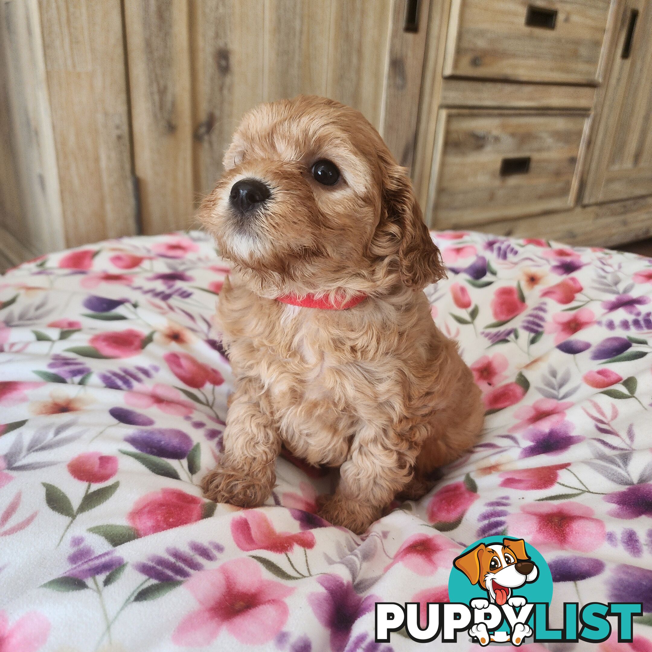 Toy cavoodles puppies looking for furever home