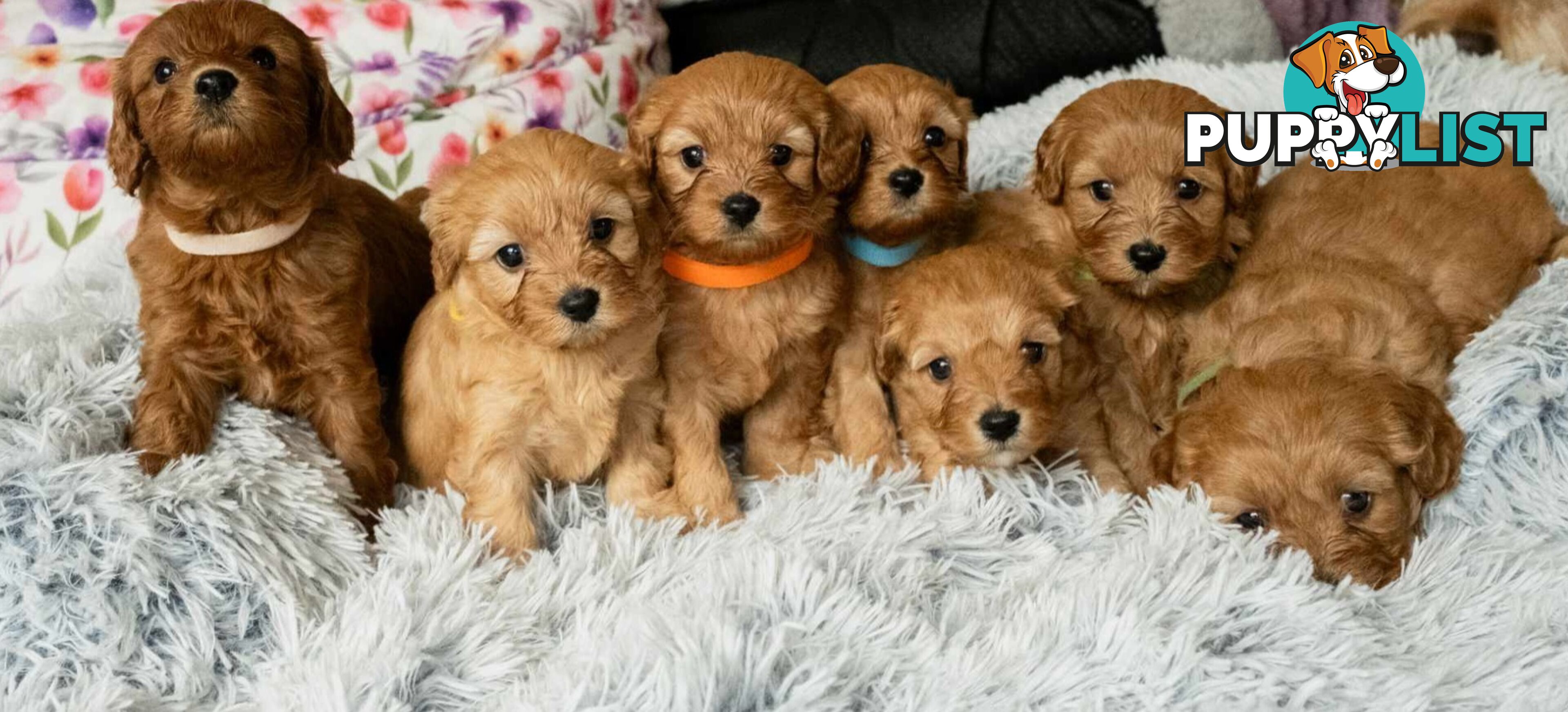 Toy cavoodles puppies looking for furever home