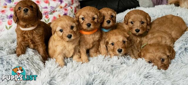 Toy cavoodles puppies looking for furever home