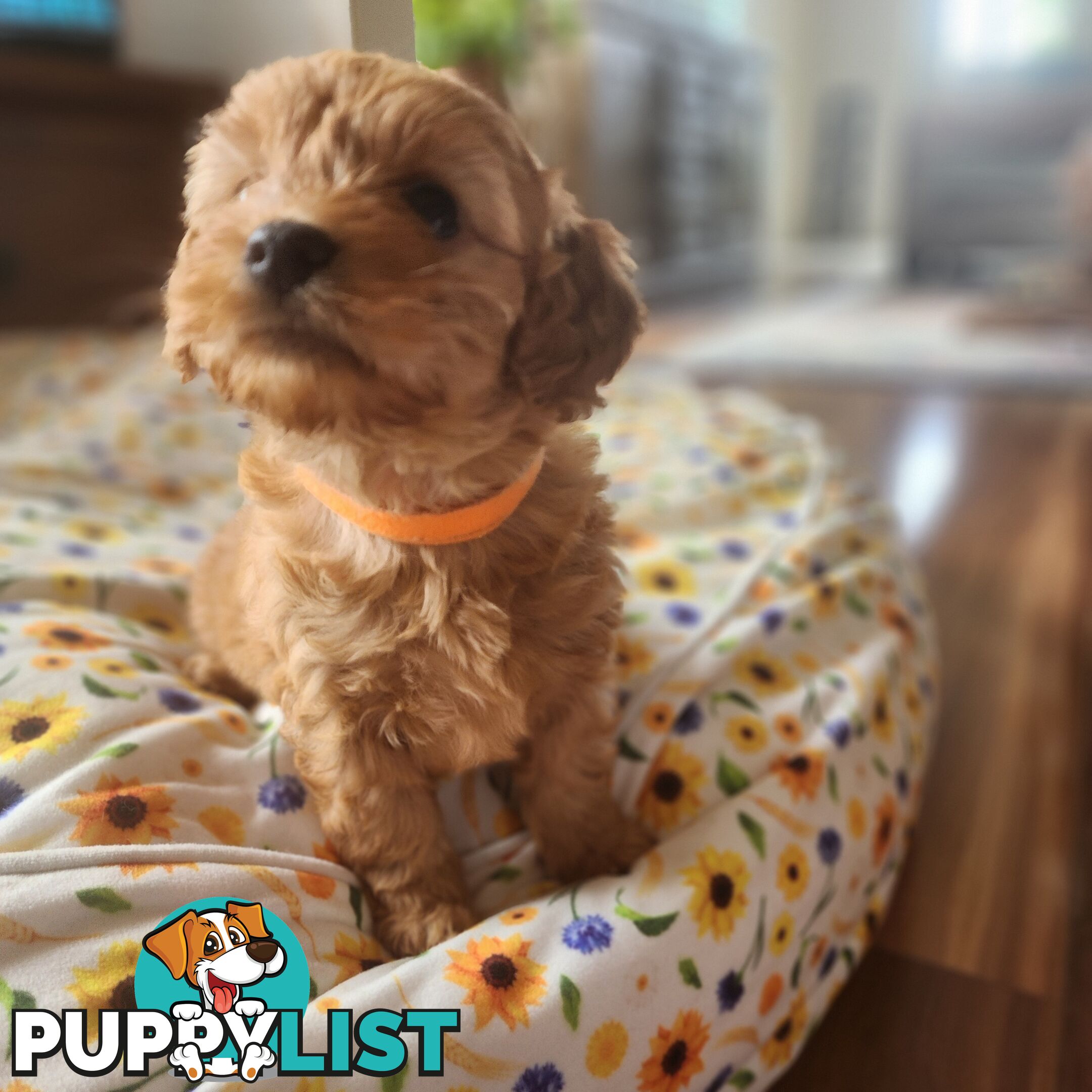 Toy cavoodles puppies looking for furever home