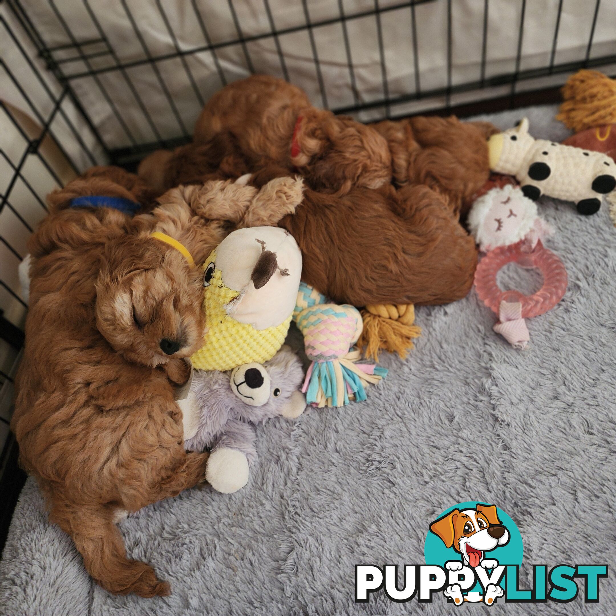 Toy cavoodles puppies looking for furever home