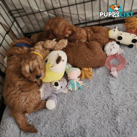 Toy cavoodles puppies looking for furever home