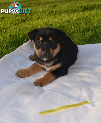 German shepherd x Rottweiler Puppies