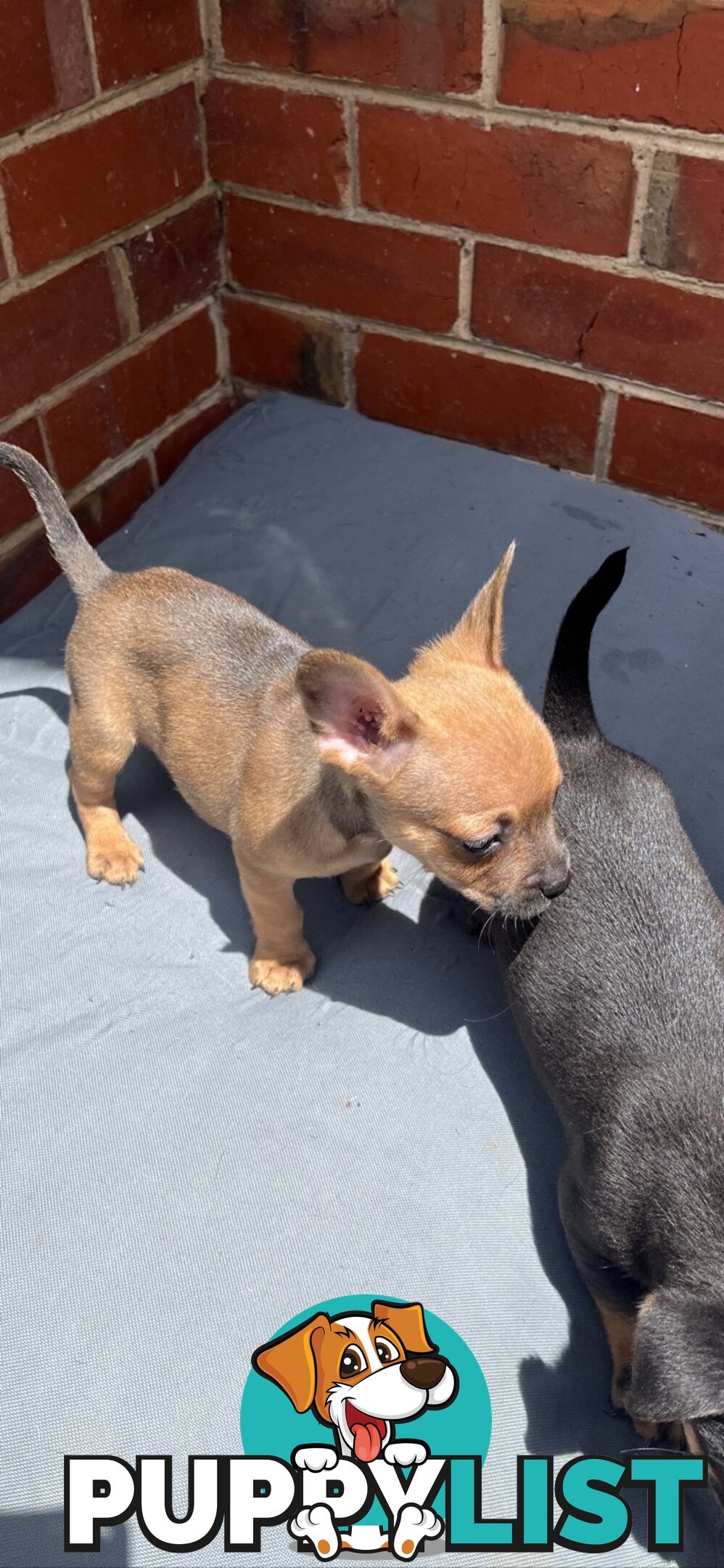 Frenchie cross jack Russell