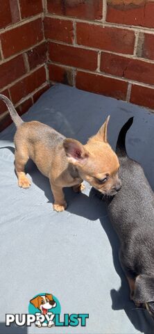 Frenchie cross jack Russell