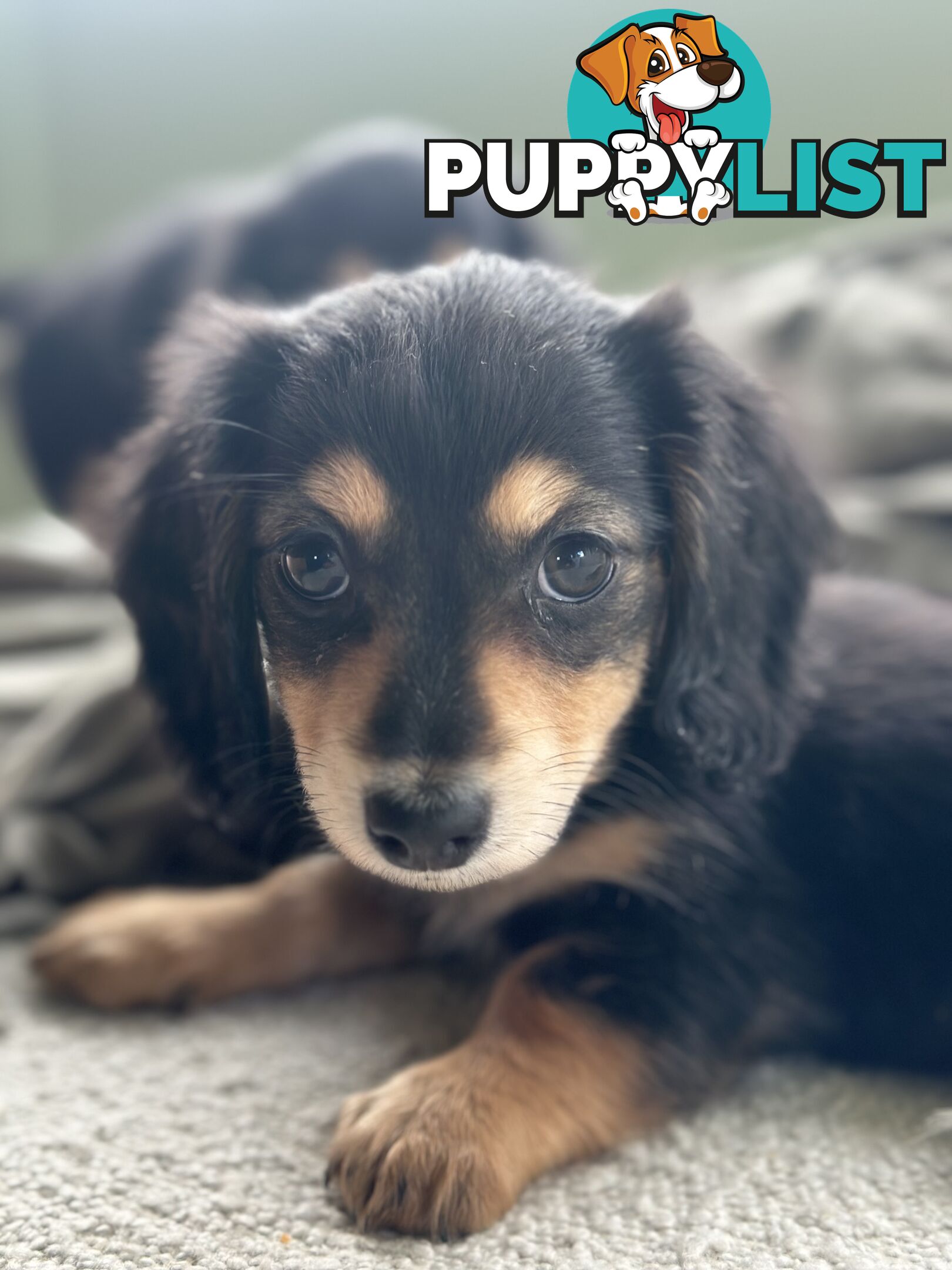 Miniature dachshund long hair