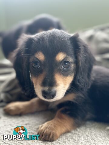 Miniature dachshund long hair