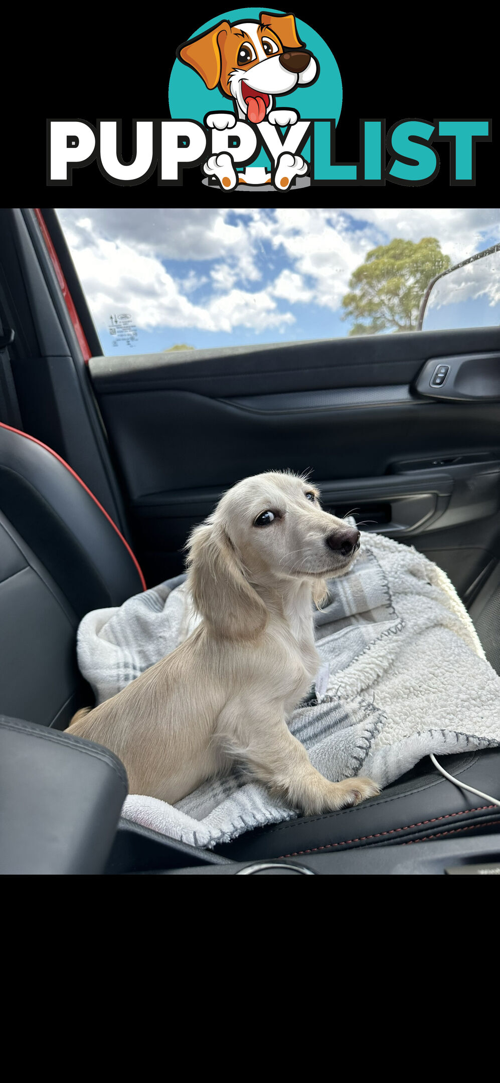 Miniature dachshund long hair