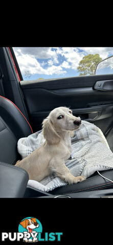 Miniature dachshund long hair