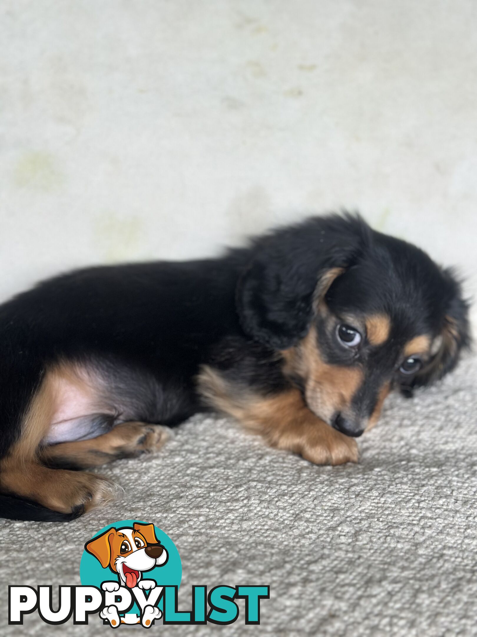 Miniature dachshund long hair