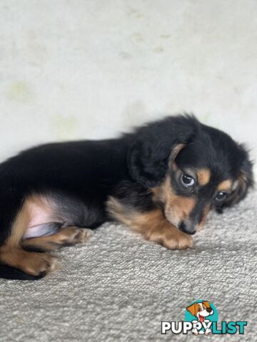 Miniature dachshund long hair