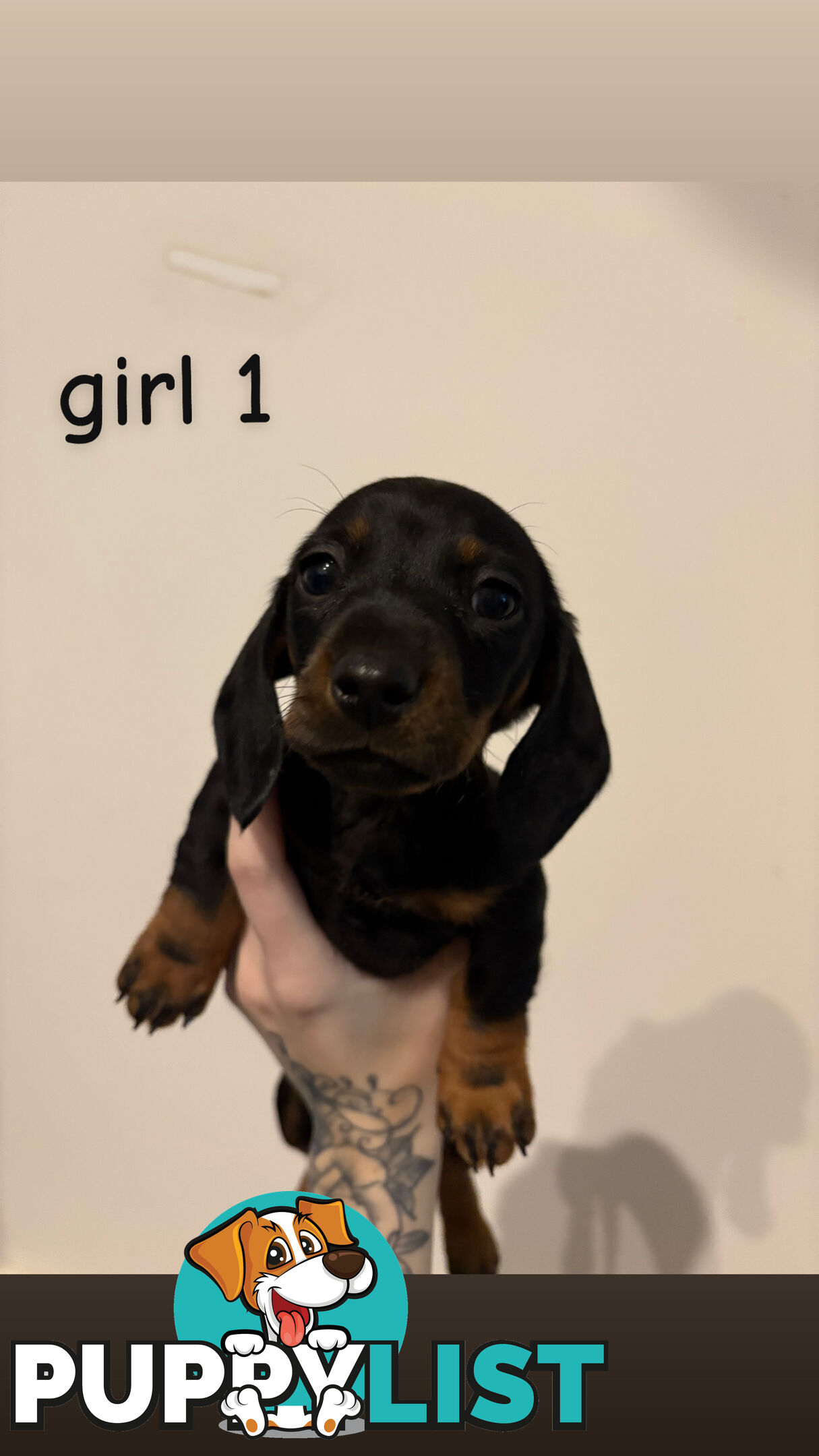Dachshund puppies