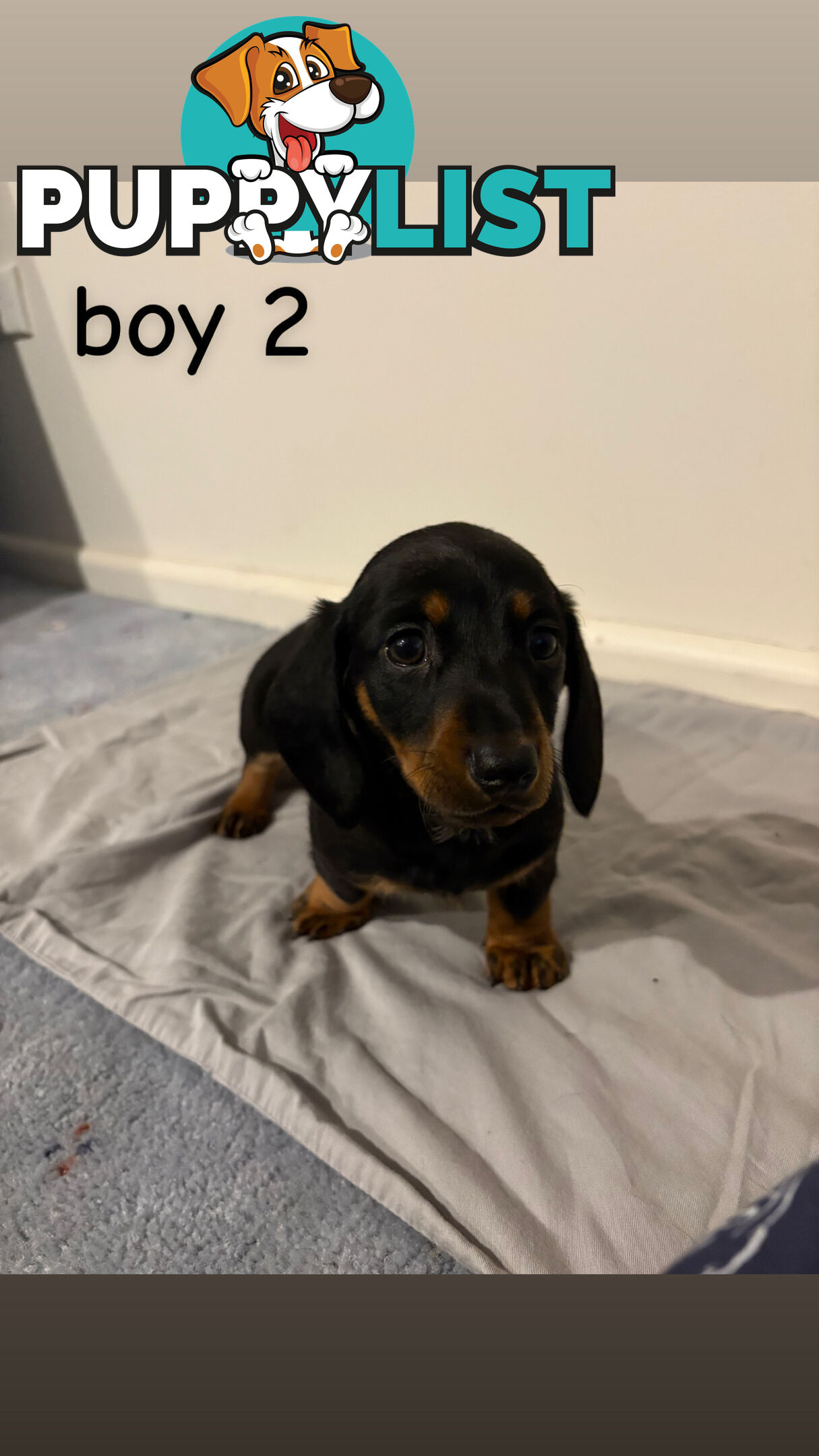 Dachshund puppies
