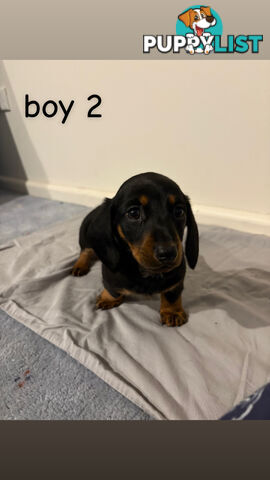 Dachshund puppies