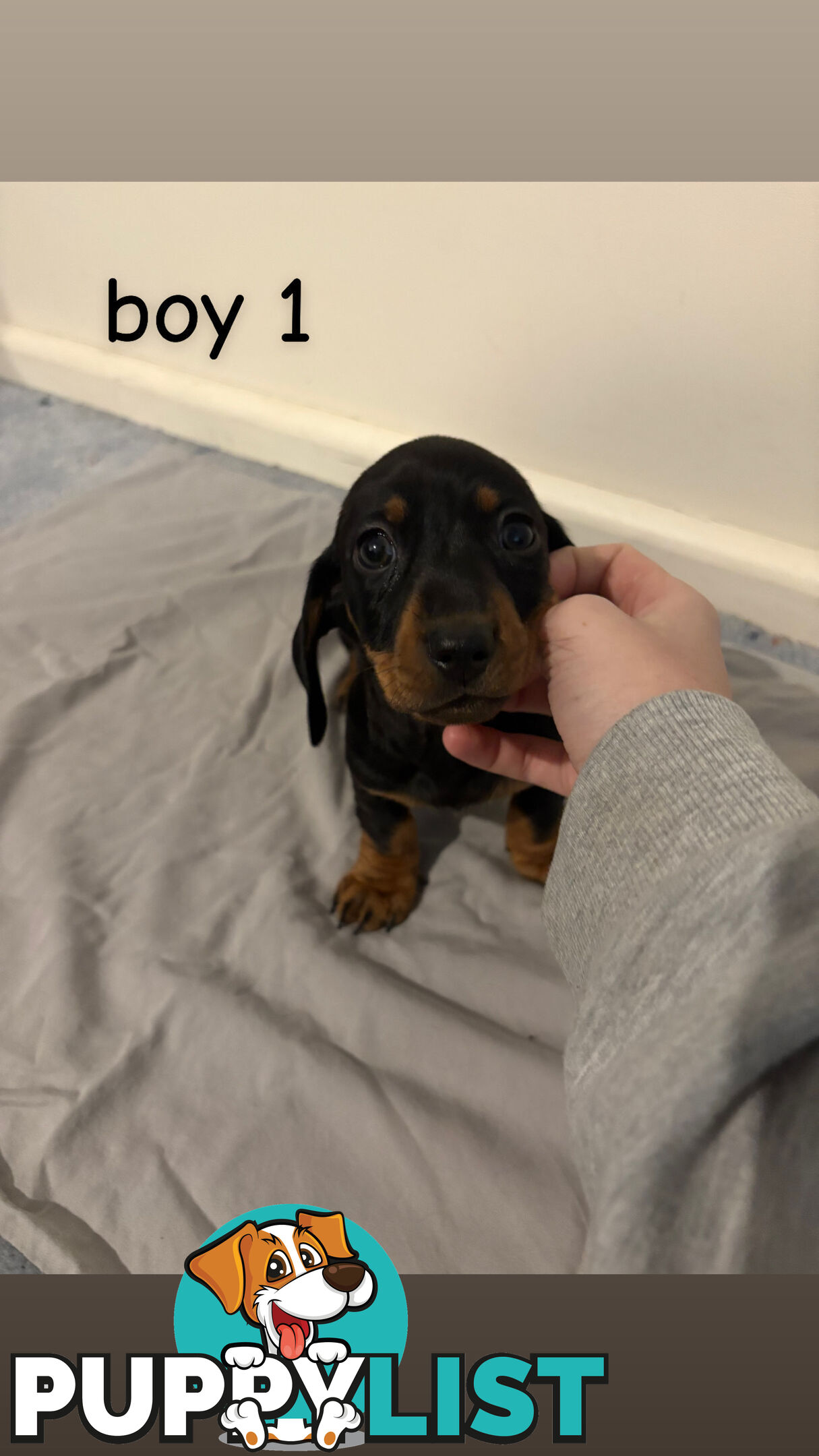 Dachshund puppies