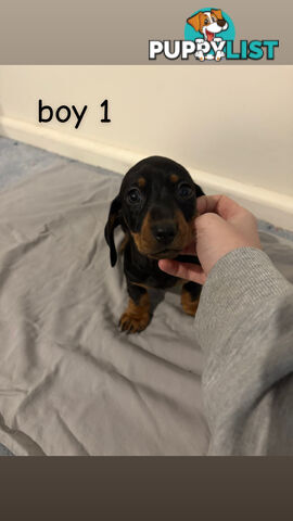 Dachshund puppies