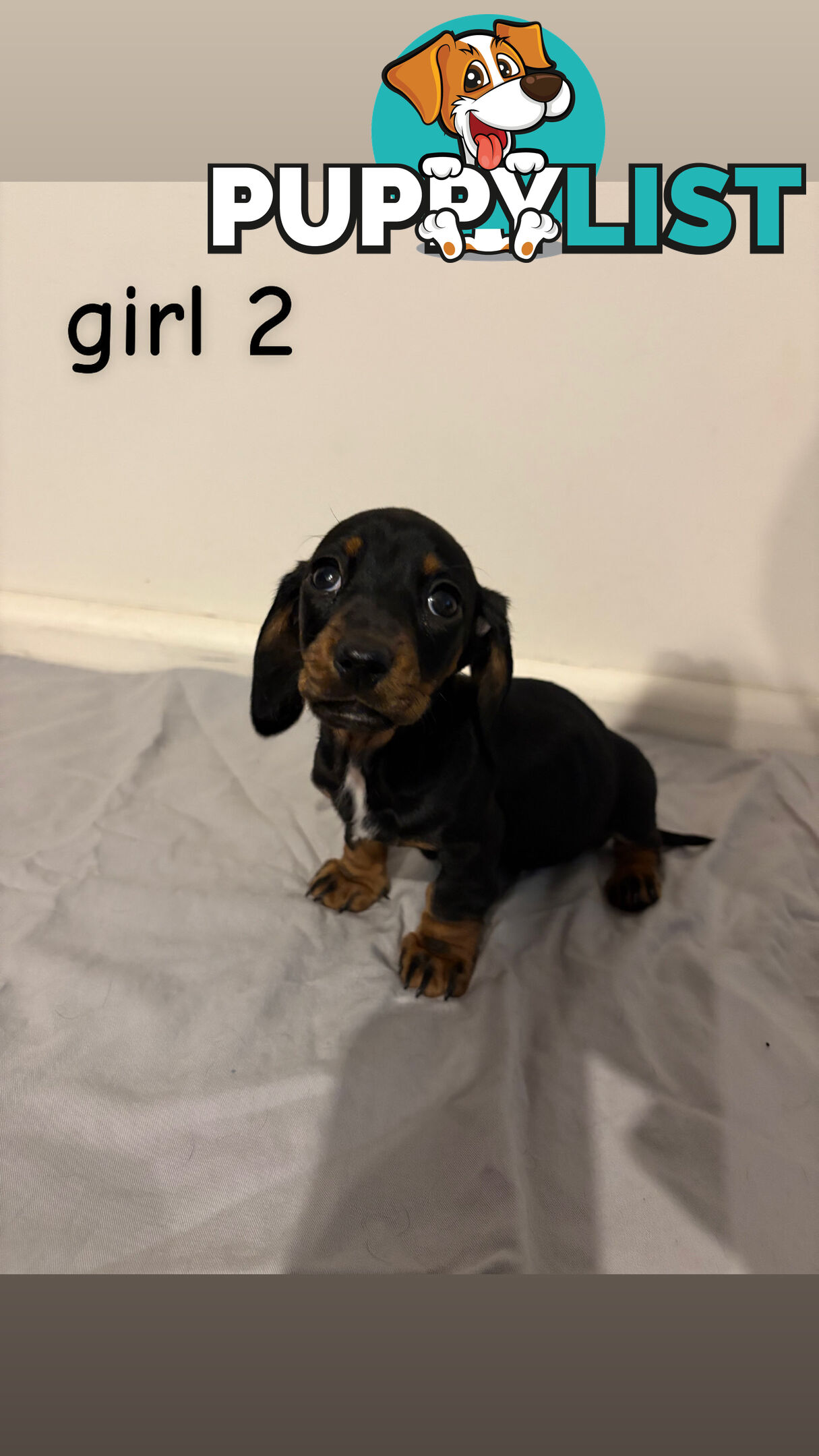 Dachshund puppies