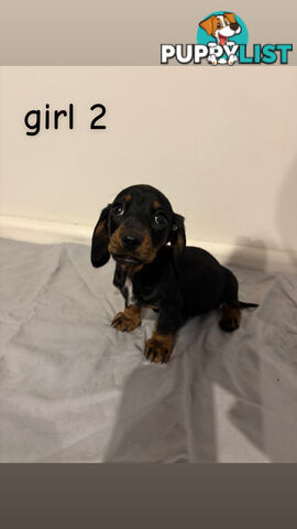 Dachshund puppies