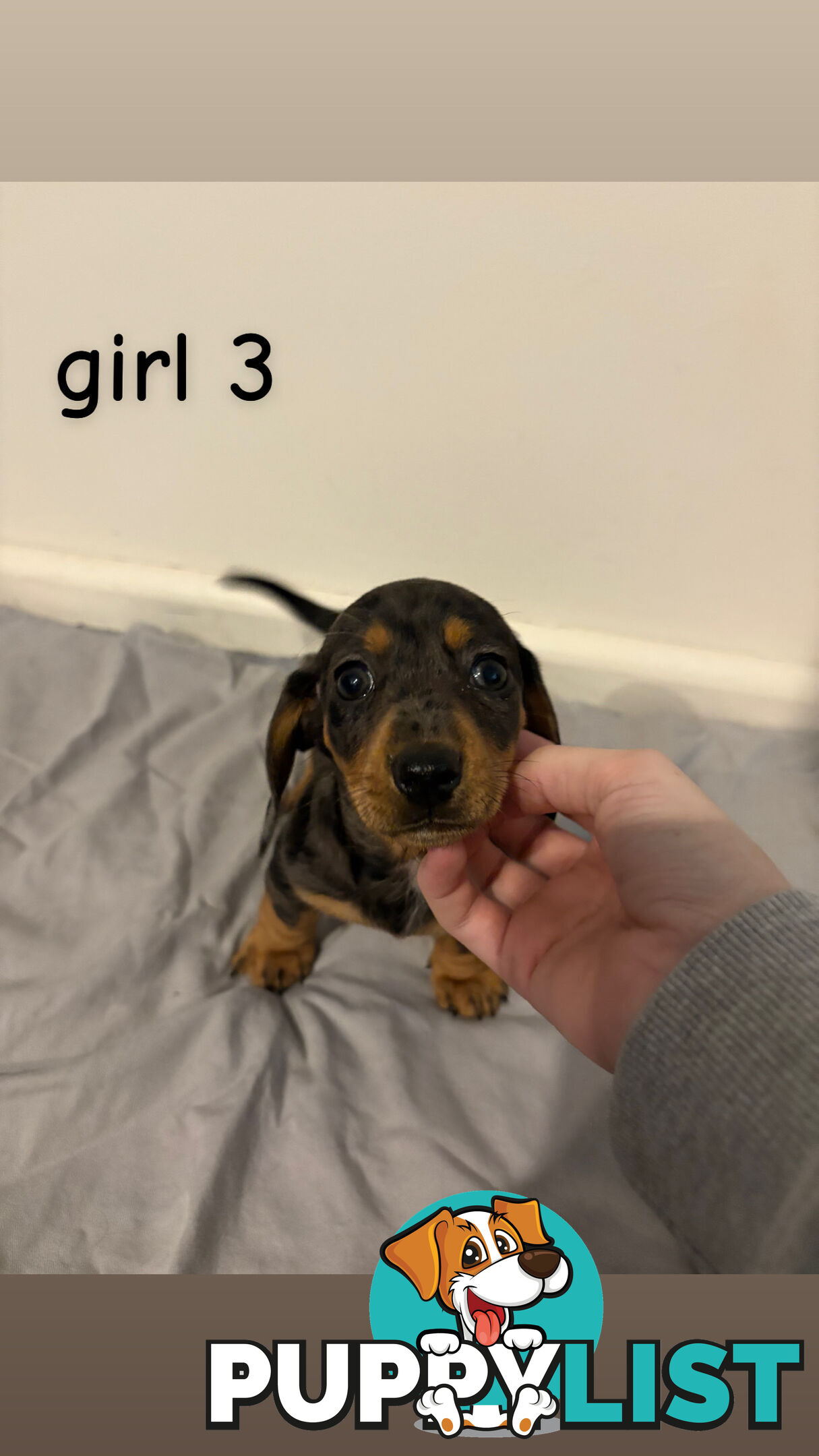 Dachshund puppies