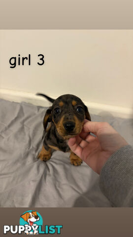 Dachshund puppies