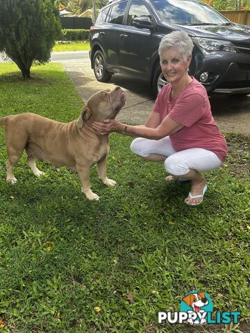 American bully X champion Staffordshire blue both parents are grand champions.