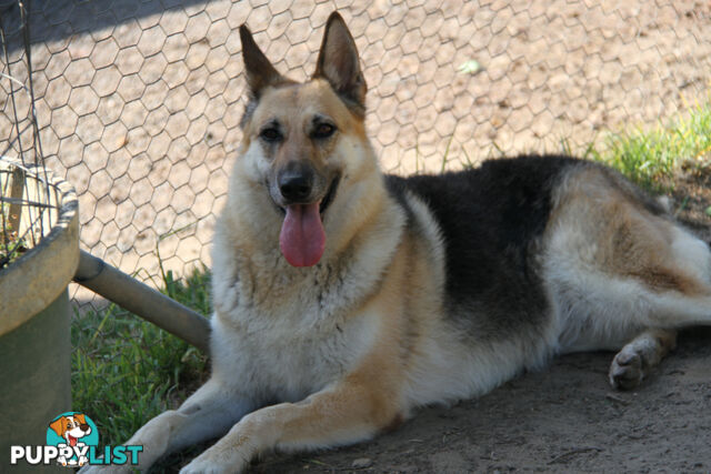 GERMAN SHEPHERD  LOVELY CONFIDENT NATURED  FEMALE ADULT   DESEXED HIP XRAYED