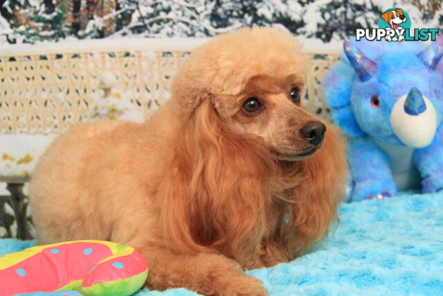 TOY POODLE - VERY PLEASANT YOUNG MAN - APRICOT - DNA CLEAR FOR GENETIC DISEASES