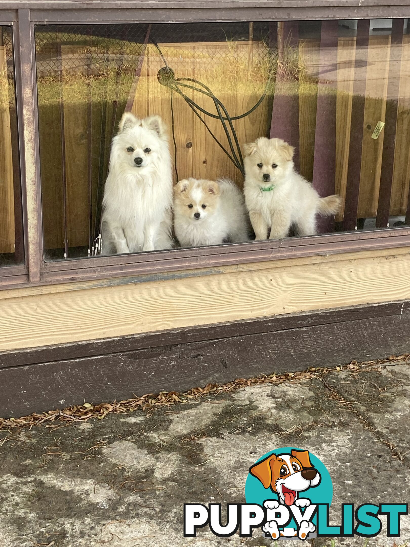 Pomeranian Puppies