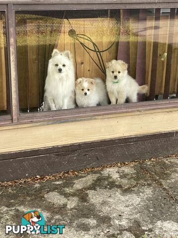 Pomeranian Puppies
