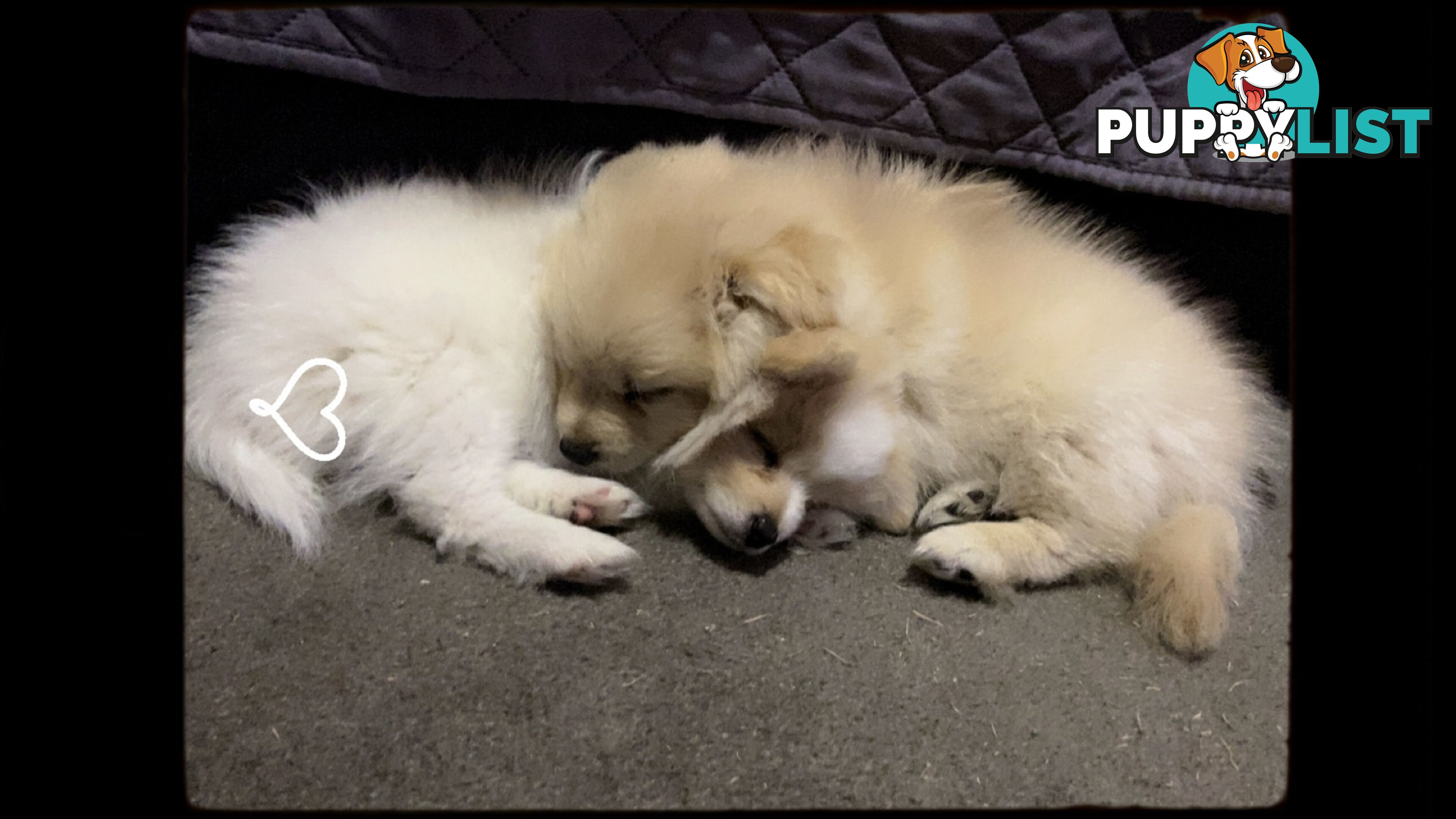 Pomeranian Puppies