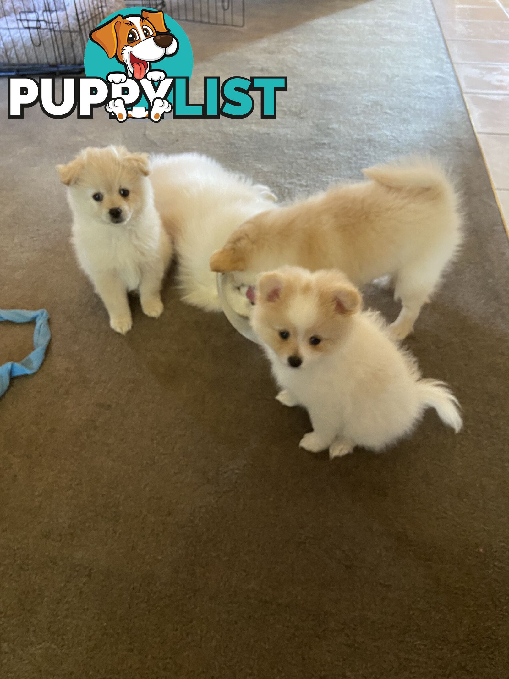 Pomeranian Puppies