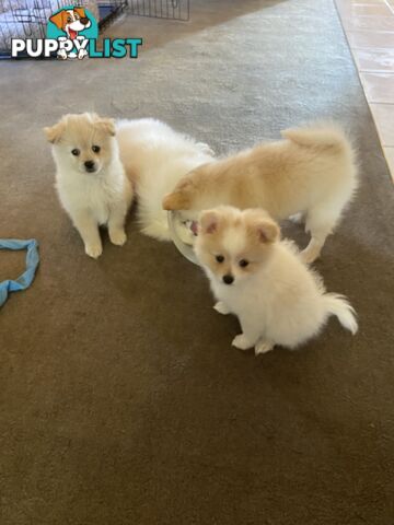 Pomeranian Puppies