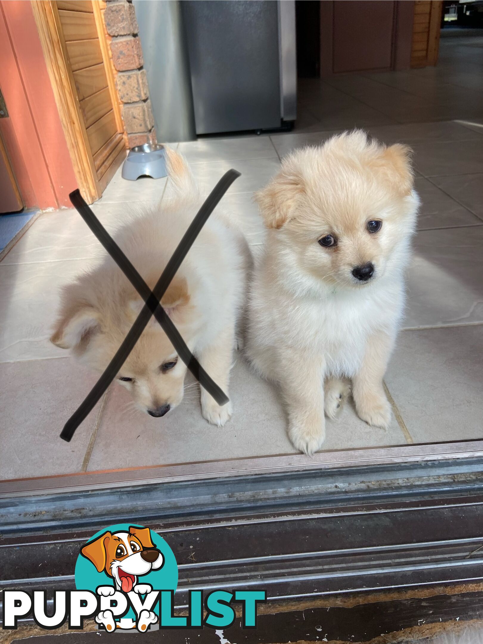 Pomeranian Puppies