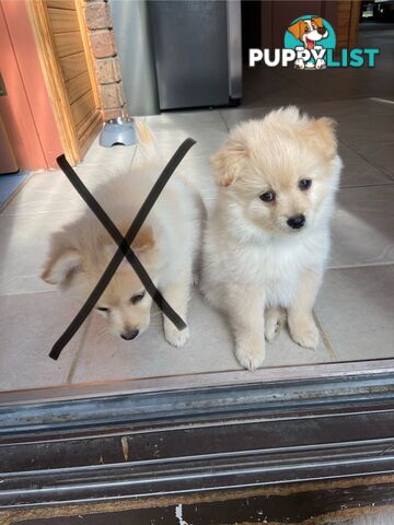 Pomeranian Puppies