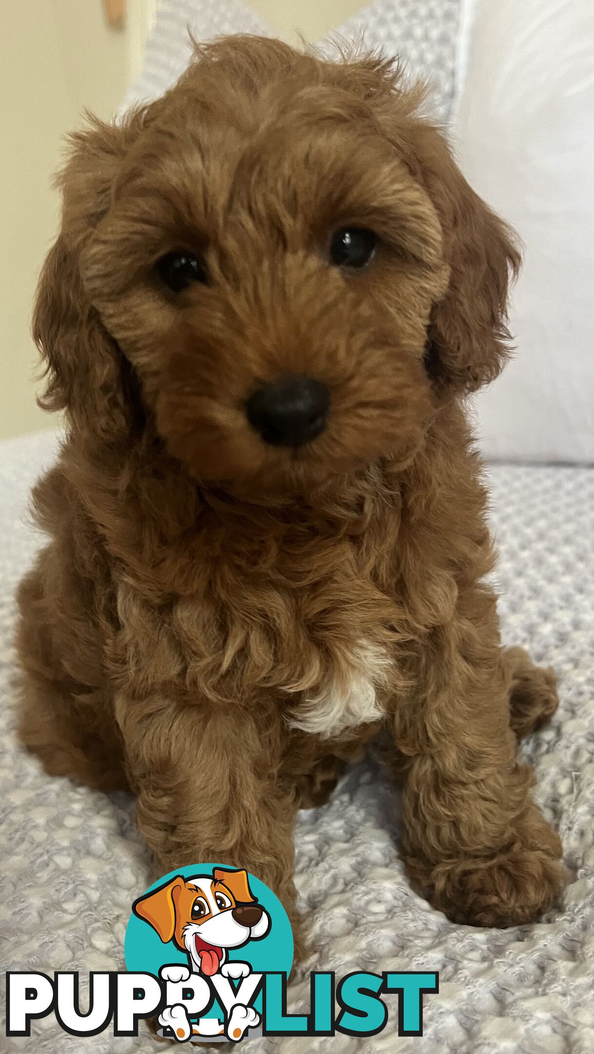 TOY CAVOODLE PUPPIES  READY NOW DNA CLEAR