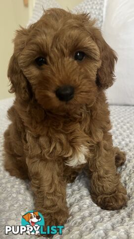 TOY CAVOODLE PUPPIES  READY NOW DNA CLEAR