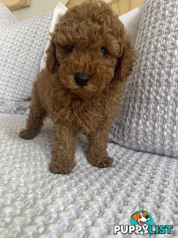 TOY CAVOODLE PUPPIES  READY NOW DNA CLEAR