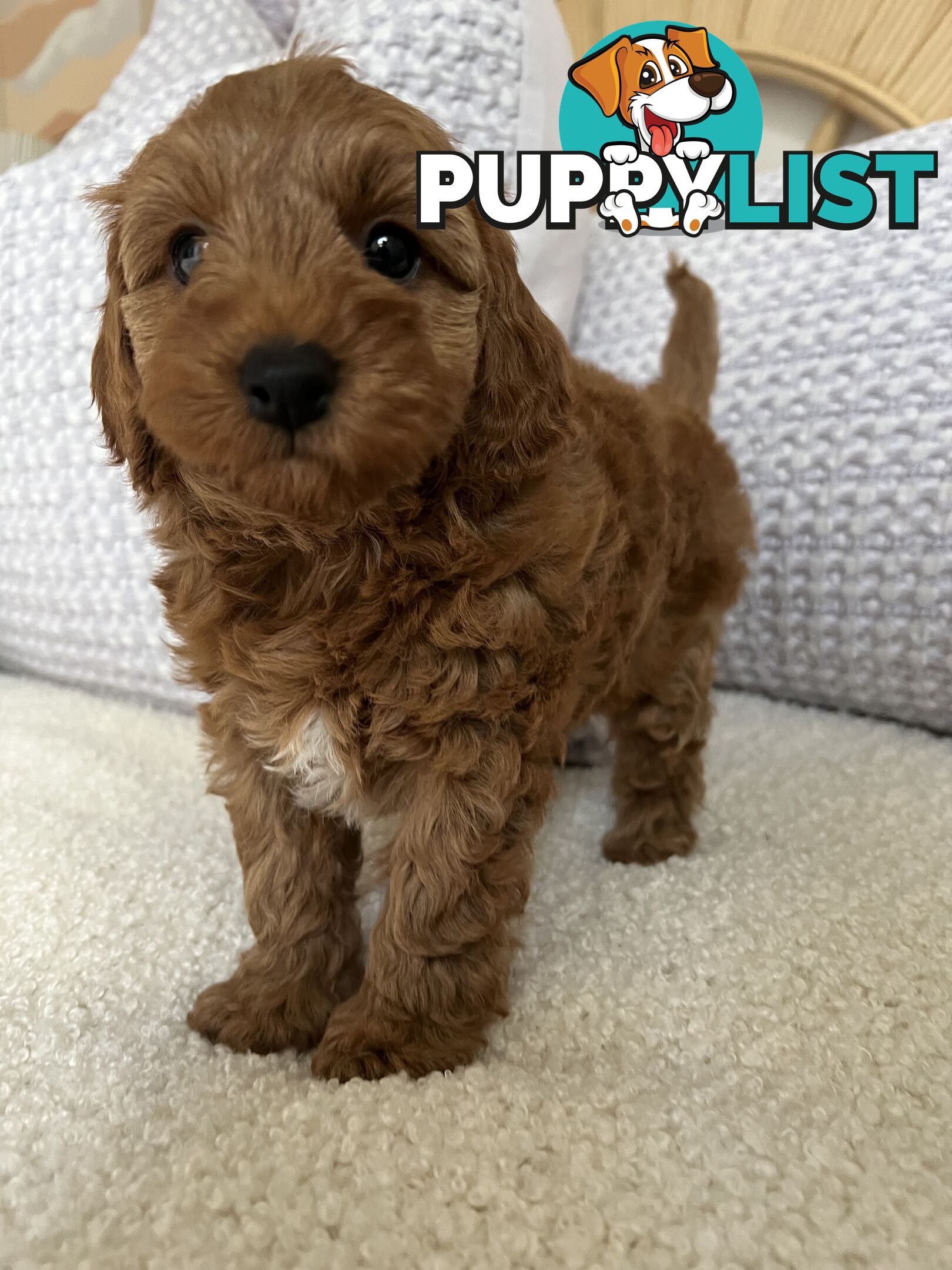 TOY CAVOODLE PUPPIES  READY NOW DNA CLEAR